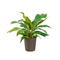 Anthurium jungle bush S hydrocultuur plant - thumbnail