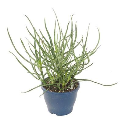 Aloe Bakeri - P 14 cm Aloe Bakeri - P 14 cm