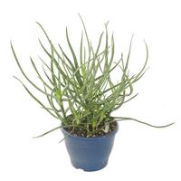 Aloe Bakeri - P 14 cm - thumbnail