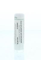 Homeoden Heel Arsenicum iodatum D12 6 Gram - thumbnail