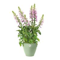 Elho vibia campana round 47 pistache green - thumbnail