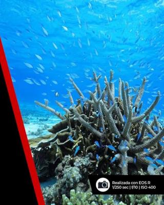 Canon RF 16mm F/2.8 STM