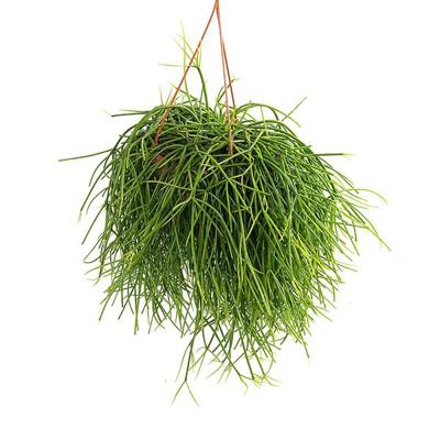 Rhipsalis Pulchra - P 21 cm