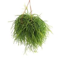 Rhipsalis Pulchra - P 21 cm - thumbnail