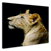 Schilderij - Leeuwin, 3 Maten, Premium print - thumbnail