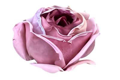 Enkele roos paars Buitengewoon de Boet - Buitengewoon de boet Enkele roos paars Buitengewoon de Boet - Buitengewoon de boet