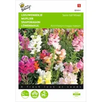 Antirrhinum, Leeuwenbekje half-hoog gemengd - thumbnail