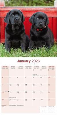 Black Labrador Retriever Calendar 2026 Square Dog Breed Wall Calendar - 16 Month