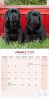 Labrador Retriever Zwart Kalender 2026 - thumbnail