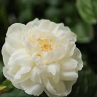 Pioenroos kunstbloem 69cm creme - thumbnail