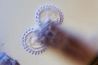 Bresser MikroCam II 20 MP 1" Microscoopcamera - thumbnail