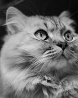 TTArtisan APS-C 35mm F1.4 Canon RF mount zwart - thumbnail