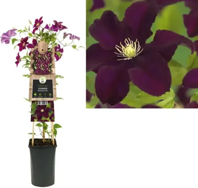 Rode bosrank (Clematis "Warszawska Nike") klimplant Rode bosrank (Clematis "Warszawska Nike") klimplant