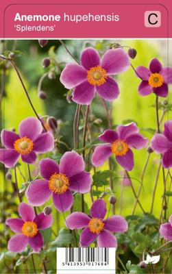 Herfstanemoon (anemone hupehensis "Splendens") najaarsbloeier - 12 stuks