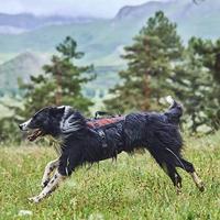 Non-stop dogwear® Hondentuig Rock Harness Long, zwart/oranje, Maat: S - thumbnail
