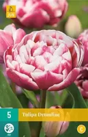 Tulp Drumline 5 bollen - thumbnail