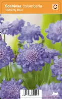 V.I.P.S. Scabiosa columbaria ''Butterfly Blue'' - duifkruid P9 - thumbnail