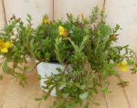 3 stuks! Portulaca eenjarig geel - Warentuin natuurlijk - thumbnail