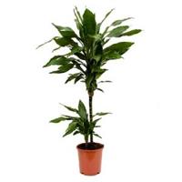 Dracaena janet lind XXS kamerplant - thumbnail