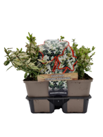 Kardinaalsmuts (euonymus fortunei "Harlequin") bodembedekker - 6-pack - 1 stuks - thumbnail