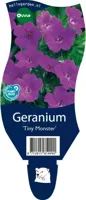 Geranium sang. Tiny Monster vaste plant Griffioen - Griffioen - thumbnail
