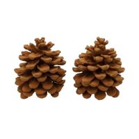Geur dennenappels Pinus Pinea Cinnamon - thumbnail