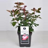 Grootbloemige roos (rosa "Nostalgie"®) - C5 - 1 stuks - thumbnail