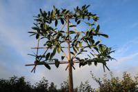 Leilaurier - thumbnail