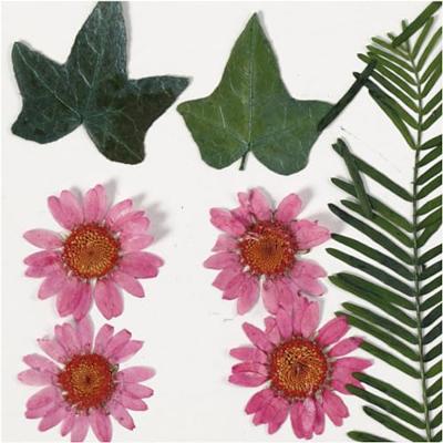 Creativ Company Gedroogde bloemen en bladeren lichtrood, 19dlg.