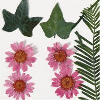 Creativ Company Gedroogde bloemen en bladeren lichtrood, 19dlg. - thumbnail