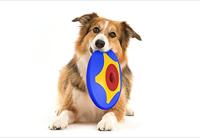 Bama Pet Trotto Disk Hondenspeelgoed 24.5x4.5 cm Blauw/Geel/Rood - thumbnail