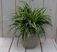 Chlorophytum in taupe pot 25 cm Warentuin Natuurlijk - Warentuin natuurlijk - thumbnail