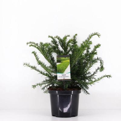 Taxus baccata repandens 30-40 cm Conifeer Venijnboom Warentuin Natuurlijk - Warentuin natuurlijk Taxus baccata repandens 30-40 cm Conifeer Venijnboom Warentuin Natuurlijk - Warentuin natuurlijk