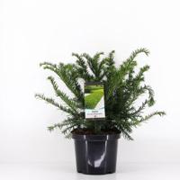 Taxus baccata repandens 30-40 cm Conifeer Venijnboom Warentuin Natuurlijk - Warentuin natuurlijk - thumbnail