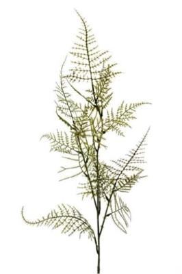 Siertak Asparagus spray 100cm. Siertak Asparagus spray 100cm.