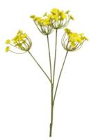 Anethum spray geel 68cm - thumbnail