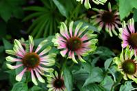 Zonnehoed - thumbnail