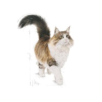 Royal Canin Instinctive 7+ in Gravy (saus) natvoer kattenvoer zakjes 12x85g - thumbnail