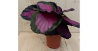 Calathea Crimson Pauwenplant klein kamerplant Warentuin Natuurlijk - Warentuin natuurlijk - thumbnail