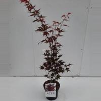 Japanse esdoorn (Acer Palmatum "Atropurpureum") - 60-70 cm - 1 stuks - thumbnail
