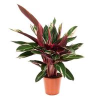Calathea Triostar (Stromanthe Sanguinea) - P 19 cm - thumbnail