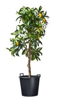 Nature ritzi container met handgreep 35 liter - thumbnail