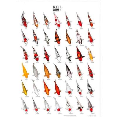 Koiposter nr.3 a4 gelamineerd Aquadistri - Aquadistri Koiposter nr.3 a4 gelamineerd Aquadistri - Aquadistri