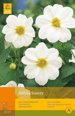 Bloembollen Dahlia Sneezy 1st