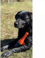 Dog Comets Bobber Orange "Lighthouse" - thumbnail