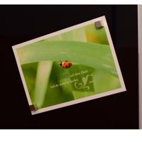 Maul Neodymium magneet MAUL (b x h x d) 10 x 10 x 10 mm Dobbelsteen Zilver 4 stuk(s) 6169296 - thumbnail