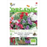 Zaden Organic Lathyrus Reuk- of Siererwt Spencer (BIO) Buzzy - Buzzy - thumbnail