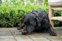 Bugbone Large ca. 245 st - thumbnail