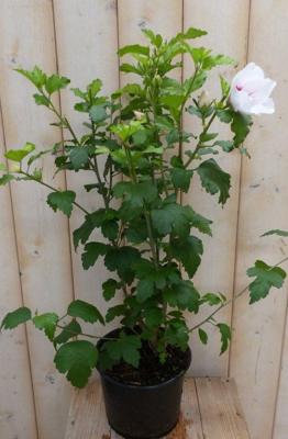 Hibiscus struik Wit 40 cm - Warentuin natuurlijk