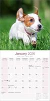 Jack Russell Terrier Kalender 2026 - thumbnail